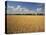 Wheat Crop, Lexington, Kentucky, USA-Adam Jones-Premier Image Canvas