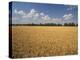 Wheat Crop, Lexington, Kentucky, USA-Adam Jones-Premier Image Canvas