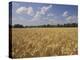 Wheat Crop, Tennessee, USA-Adam Jones-Premier Image Canvas