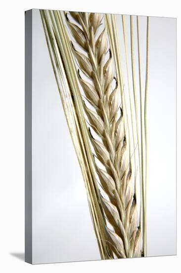 Wheat Ear (Triticum Sp.)-Victor De Schwanberg-Premier Image Canvas