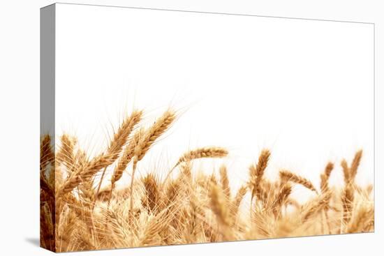 Wheat Ears Isolated on White.-Sofiaworld-Premier Image Canvas