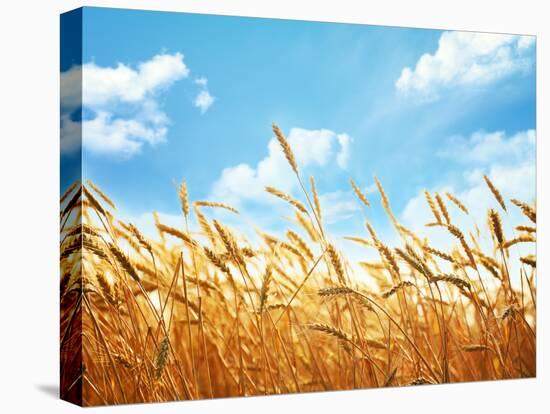 Wheat Field Against Blue Sky-Li Ding-Premier Image Canvas