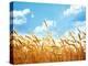 Wheat Field Against Blue Sky-Li Ding-Premier Image Canvas