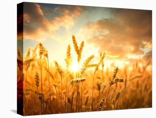 Wheat Field Against Golden Sunset, Shallow Dof-Li Ding-Premier Image Canvas