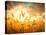 Wheat Field Against Golden Sunset, Shallow Dof-Li Ding-Premier Image Canvas
