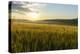 Wheat Field at Sunrise, Austria, Hardegg-Volker Preusser-Premier Image Canvas