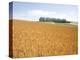 Wheat field, Biei, Hokkaido, Japan-Aso Fujita-Premier Image Canvas