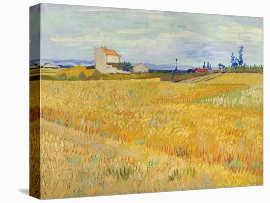 Wheat Field (Champs De Blé), 1888 (Oil on Canvas)-Vincent van Gogh-Premier Image Canvas