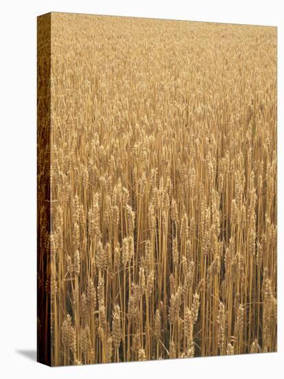 Wheat Field, Grain, Ears of Wheat-Thonig-Premier Image Canvas