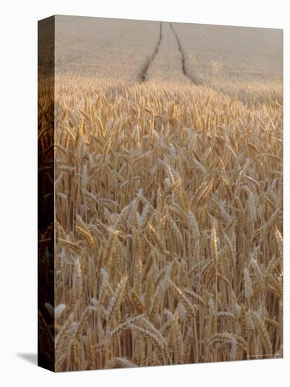 Wheat Field in the Dordogne, Aquitaine, France-Jonathan Hodson-Premier Image Canvas