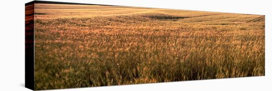 Wheat Field, Kansas, USA-null-Stretched Canvas