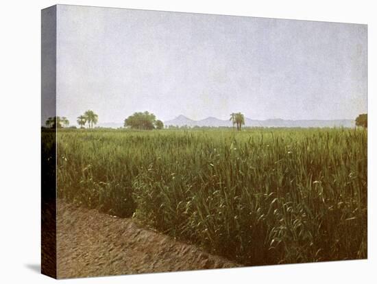 Wheat field near Luxor, Egypt-English Photographer-Premier Image Canvas