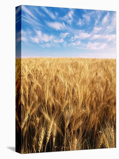 Wheat Field, Oregon, USA-Stuart Westmorland-Premier Image Canvas