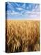 Wheat Field, Oregon, USA-Stuart Westmorland-Premier Image Canvas