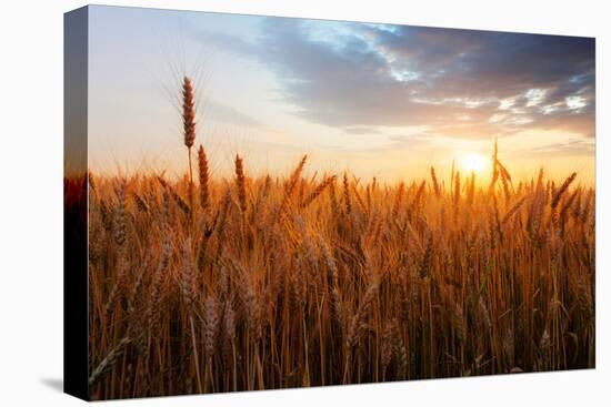 Wheat Field over Sunset-TTstudio-Premier Image Canvas