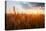 Wheat Field over Sunset-TTstudio-Premier Image Canvas