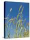 Wheat Field, Siena Province, Tuscany, Italy-Nico Tondini-Premier Image Canvas