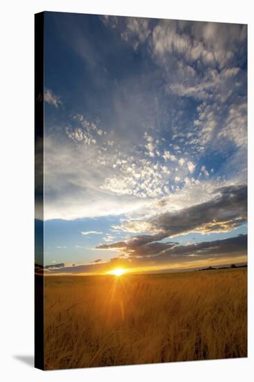 Wheat Field Sunset-Dan Ballard-Stretched Canvas