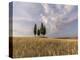 Wheat field with a group of cypress trees in the middle, Val d'Orcia, Tuscany, Italy, Europe-Francesco Fanti-Premier Image Canvas