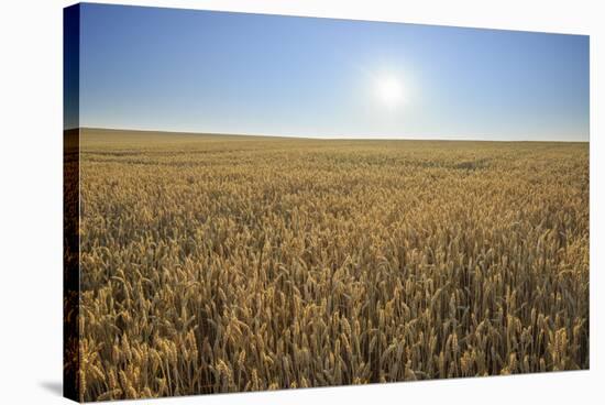 Wheat field with sun in summer, Marktheidenfeld, Franconia, Bavaria, Germany-Raimund Linke-Stretched Canvas