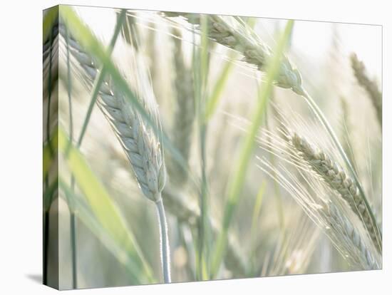 Wheat Field-null-Premier Image Canvas