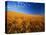 Wheat Field-Darrell Gulin-Premier Image Canvas