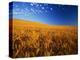 Wheat Field-Darrell Gulin-Premier Image Canvas