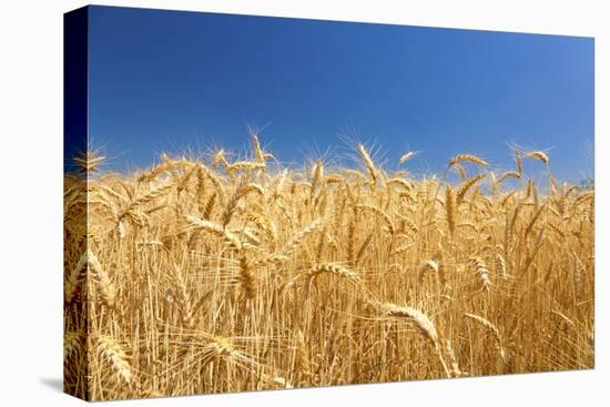 Wheat Field-Craig Tuttle-Premier Image Canvas