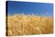 Wheat Field-Craig Tuttle-Premier Image Canvas
