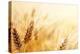 Wheat Field-Iakov Kalinin-Premier Image Canvas