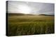 wheat field-Viviane Fedieu Danielle-Premier Image Canvas