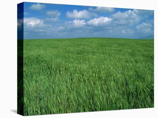 Wheat Fields Near Antequera, Spain-Gary Conner-Premier Image Canvas
