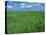 Wheat Fields Near Antequera, Spain-Gary Conner-Premier Image Canvas