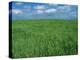 Wheat Fields Near Antequera, Spain-Gary Conner-Premier Image Canvas