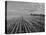 Wheat Fields-Margaret Bourke-White-Premier Image Canvas