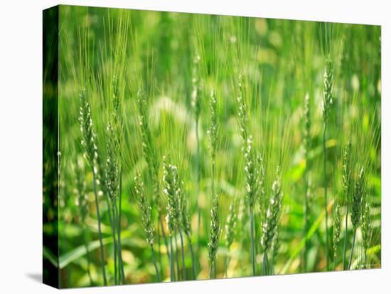 Wheat Flowers-null-Premier Image Canvas