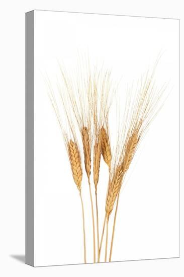 Wheat Plant-Fabio Petroni-Premier Image Canvas