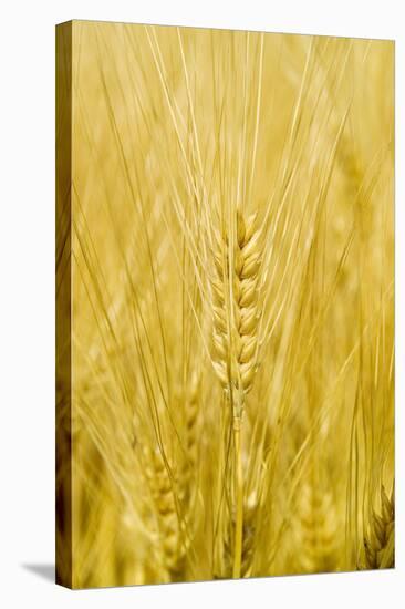 Wheat-Paul Rapson-Premier Image Canvas