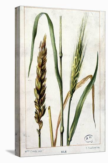 Wheat-Marguerite Buret-Premier Image Canvas