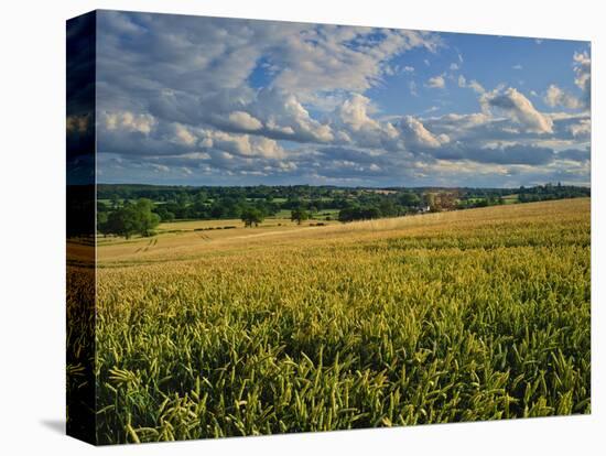 Wheatfield, Warwickshire, England, United Kingdom, Europe-David Hughes-Premier Image Canvas