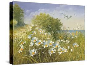 Where Seagulls Fly-Mary Dipnall-Stretched Canvas