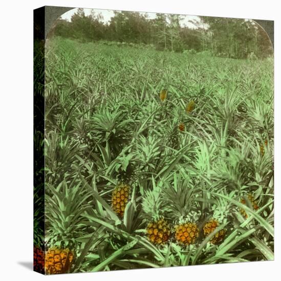 Where the Luscious Pineapple Grows, Florida, USA, 1896-Underwood & Underwood-Premier Image Canvas