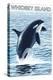 Whidbey Island, Washington - Orca Jumping-Lantern Press-Stretched Canvas