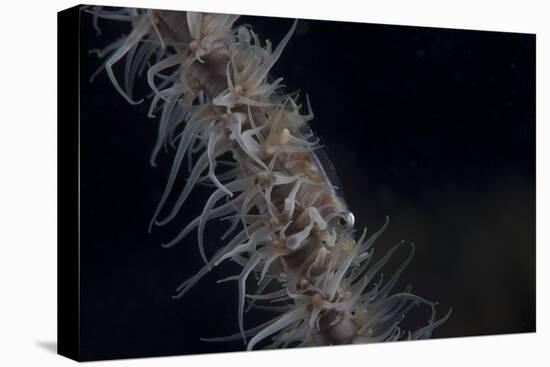 Whip Coral Goby, Fiji-Stocktrek Images-Premier Image Canvas