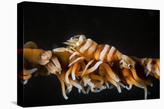 Whip Coral Shrimp-Bernard Radvaner-Premier Image Canvas
