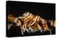 Whip Coral Shrimp-Bernard Radvaner-Premier Image Canvas
