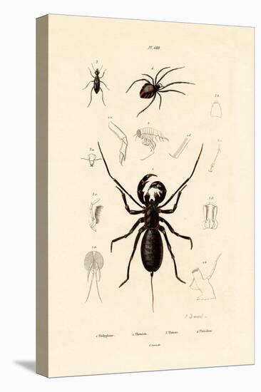 Whip Scorpion, 1833-39-null-Premier Image Canvas