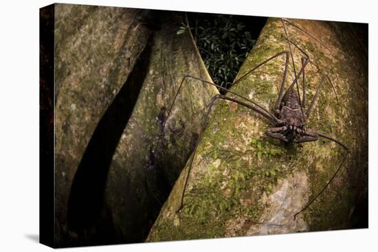 Whip scorpion hunting for food on a large tree root of the rainforest, Peru-Emanuele Biggi-Premier Image Canvas