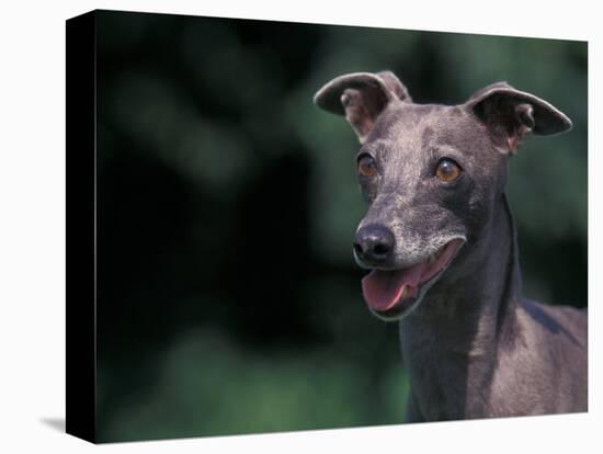 Whippet Panting-Adriano Bacchella-Premier Image Canvas