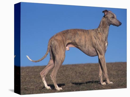 Whippet-Adriano Bacchella-Premier Image Canvas